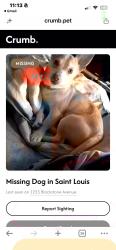 Reunited Male Dog last seen Page blvd, St. Louis, MO 63112