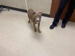 Shelter Stray Male Dog last seen Near BLOCK S 13TH ST, 3839 W Burnham St, West Milwaukee, WI 53215, USA