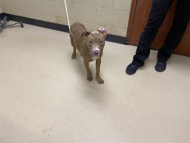 Shelter Stray Male Dog last seen Near BLOCK S 13TH ST, 3839 W Burnham St, West Milwaukee, WI 53215, USA