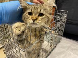 Shelter Stray Female Cat last seen Near BLOCK W BOBOLINK AVE, 3839 W Burnham St, West Milwaukee, WI 53215, USA