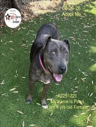 Shelter Stray Female Dog last seen , 1850 W 60th St, Los Angeles, CA 90047, USA