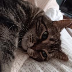 Lost Female Cat last seen Roxborough Crescent and Headon, Burlington, ON L7M 1W1