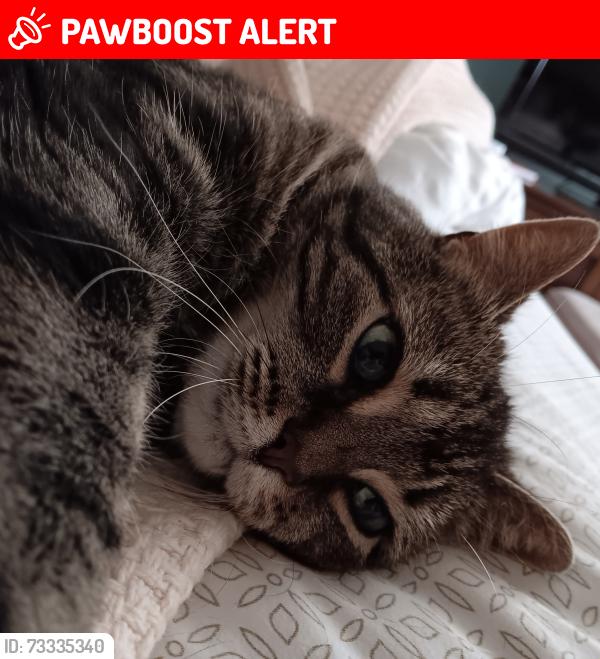 Lost Female Cat last seen Roxborough Crescent and Headon, Burlington, ON L7M 1W1