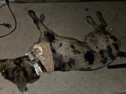 Lost Male Dog last seen Right by tippicanoe in front of uhaul, San Bernardino, CA 92404