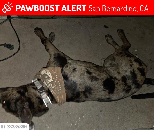 Lost Male Dog last seen Right by tippicanoe in front of uhaul, San Bernardino, CA 92404