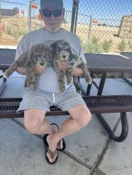 Reunited Male Dog last seen Orpheus Ave. And Union St., Encinitas, CA 92024