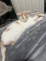 Reunited Female Cat last seen ironwood and ocotillo, Paloma Ranch neighborhood, San Tan Valley, AZ 85140