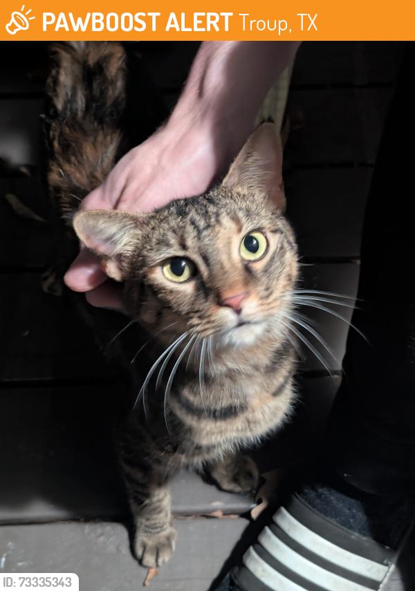 Found/Stray Unknown Cat last seen Off 135 near mixon, Troup, TX 75789