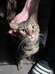 Found/Stray Unknown Cat last seen Off 135 near mixon, Troup, TX 75789