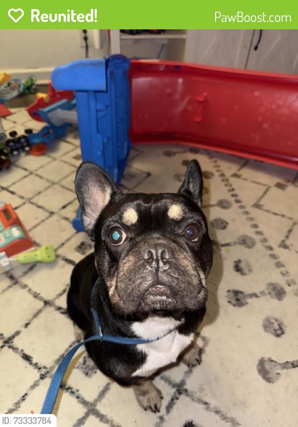 Reunited Unknown Dog last seen Ronald Ave, Modesto, CA 95350, USA, Modesto, CA 95350