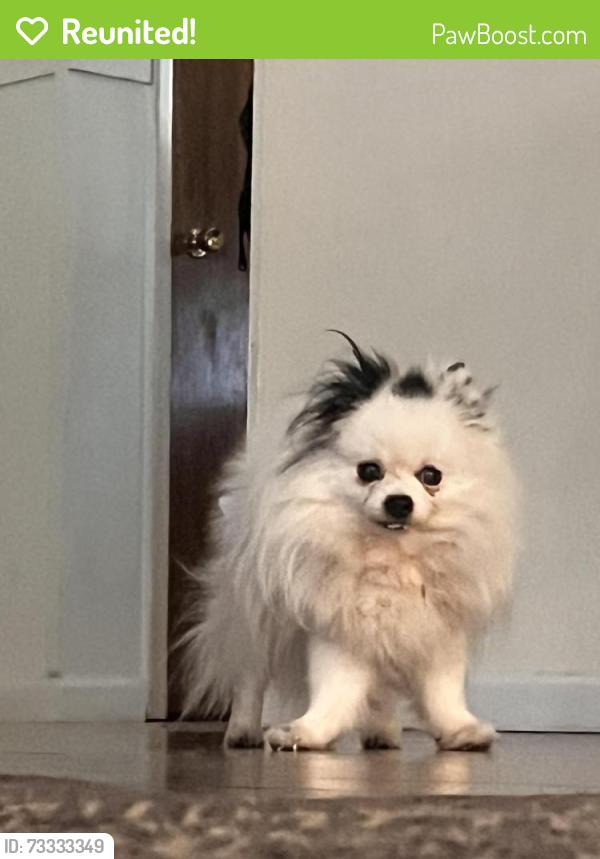 Reunited Male Dog last seen Vermont/Comanche, Albuquerque, NM 87110