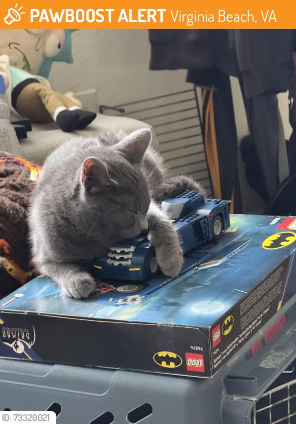 Found/Stray Unknown Cat last seen Waterside apmts, Virginia Beach, VA 23452