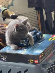 Found/Stray Unknown Cat last seen Waterside apmts, Virginia Beach, VA 23452
