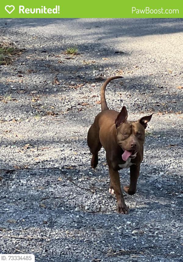 Reunited Male Dog last seen Behind Floyd’s market, Seymour, TN 37865