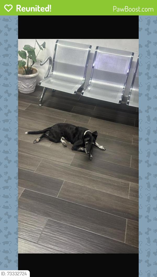 Reunited Female Dog last seen Aurora Ave and San marcial, El Paso, TX 79930