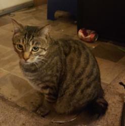 Lost Male Cat last seen H St at 8th St Blaine WA, Blaine, WA 98230