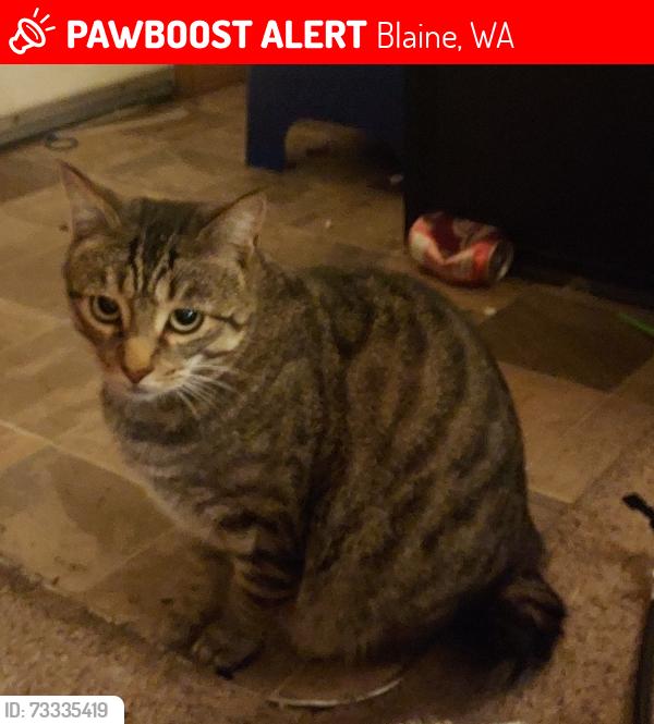Lost Male Cat last seen H St at 8th St Blaine WA, Blaine, WA 98230