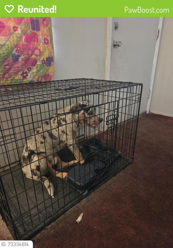 Reunited Male Dog last seen Knight Arnold, Memphis, TN 38118