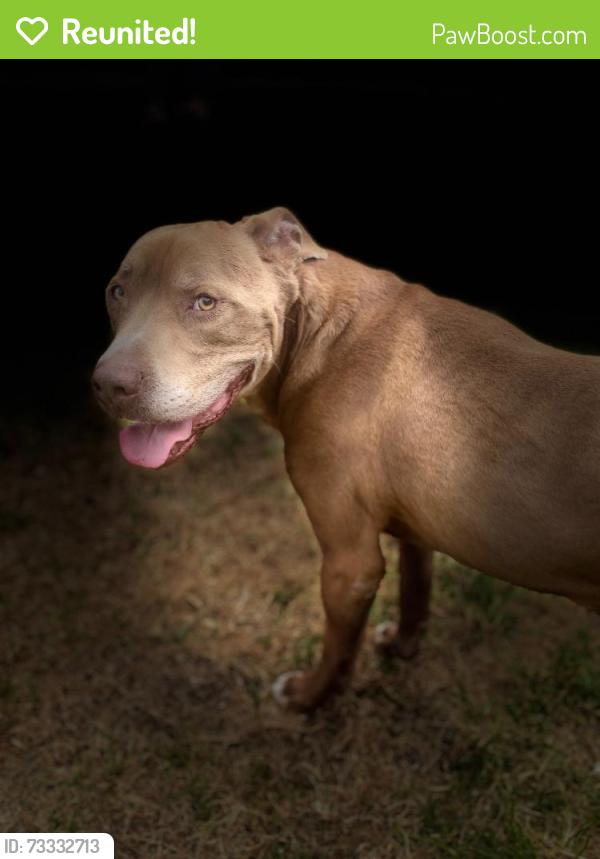 Reunited Male Dog last seen Woodlands Dr and Hemlock Dr, Killeen, TX 76549