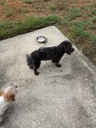 Found/Stray Unknown Dog last seen Winding View Lane, Atascocita, TX 77346