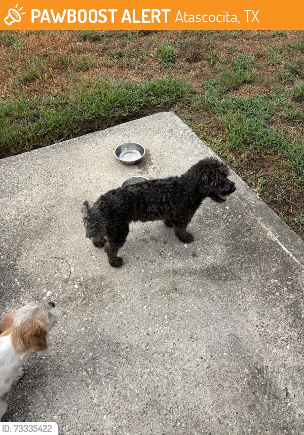 Found/Stray Unknown Dog last seen Winding View Lane, Atascocita, TX 77346