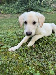 Lost Male Dog last seen Hungary springs and Hungary rd laurel lakes, Glen Allen, VA 23060