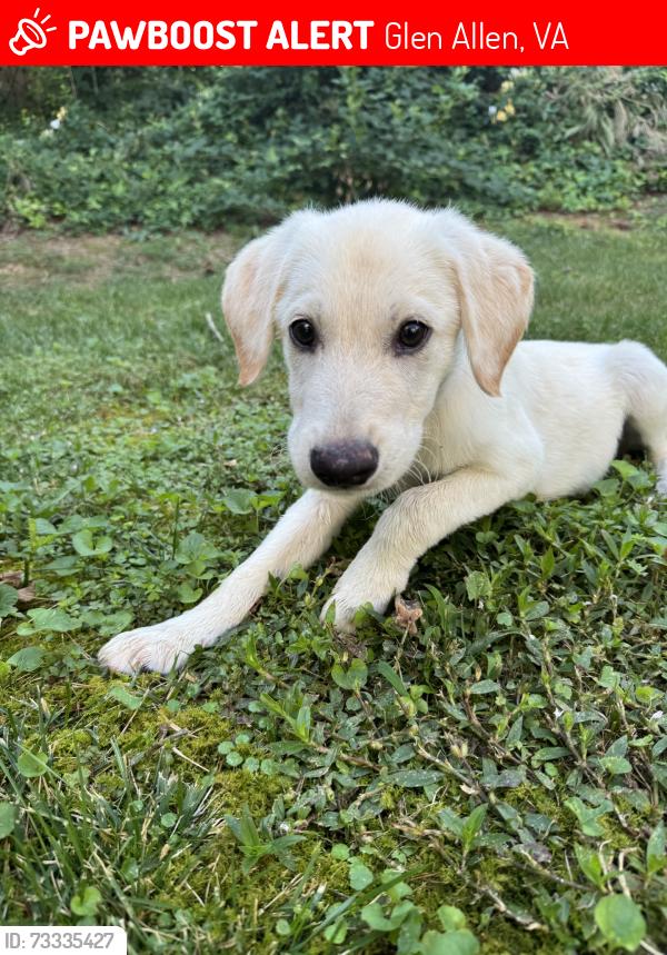Lost Male Dog last seen Hungary springs and Hungary rd laurel lakes, Glen Allen, VA 23060