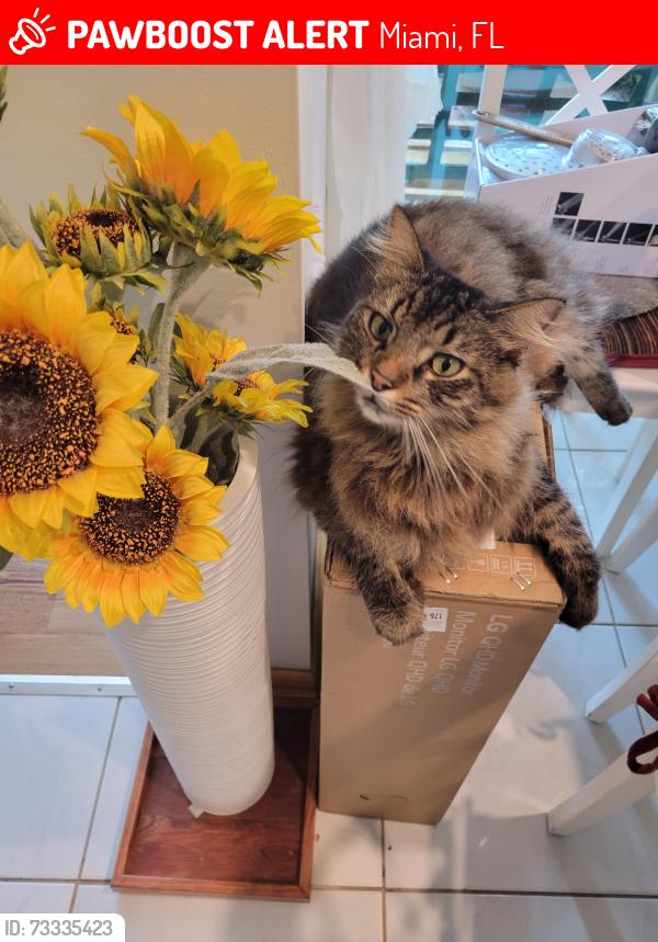 Lost Male Cat last seen 139th Ave and 47st by bent tree park, Miami, FL 33175