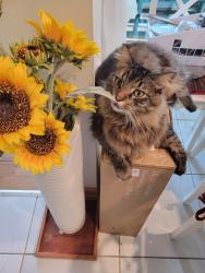 Lost Male Cat last seen 139th Ave and 47st by bent tree park, Miami, FL 33175