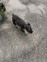 Found/Stray Unknown Dog last seen Steel meadows Lane, Atascocita, TX 77346