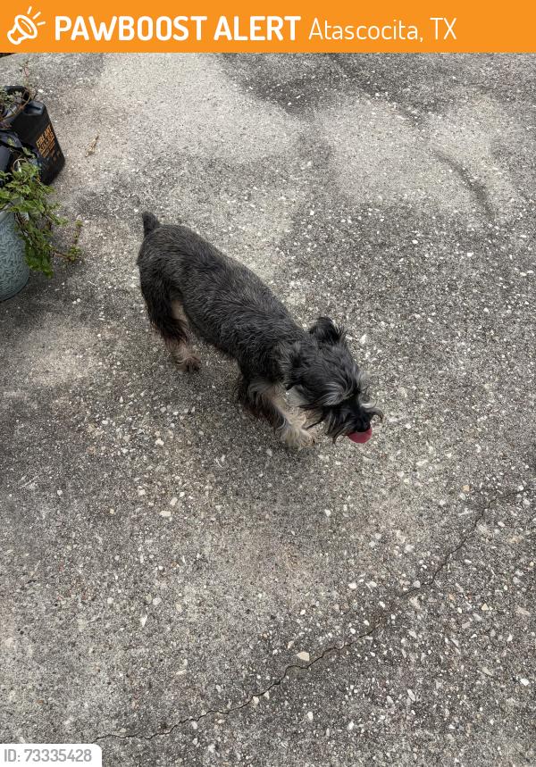 Found/Stray Unknown Dog last seen Steel meadows Lane, Atascocita, TX 77346