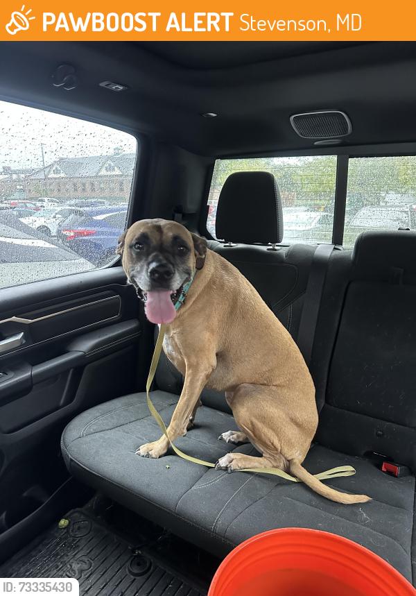Found/Stray Female Dog last seen Greenspring Valley Rd & Stevenson Rd, Stevenson, MD 21153