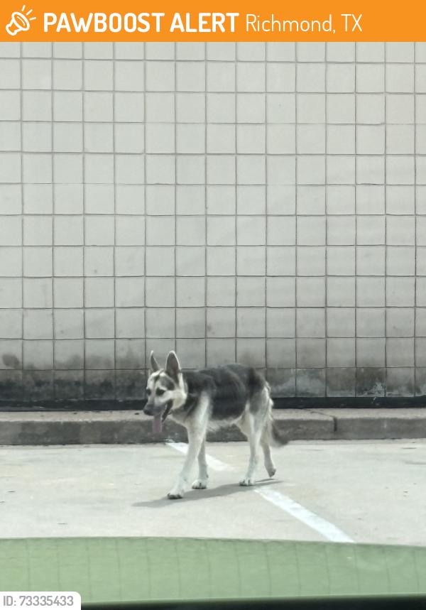 Found/Stray Male Dog last seen SOUTHWEST FWY, Richmond, TX 77469