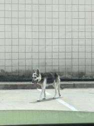 Found/Stray Male Dog last seen SOUTHWEST FWY, Richmond, TX 77469