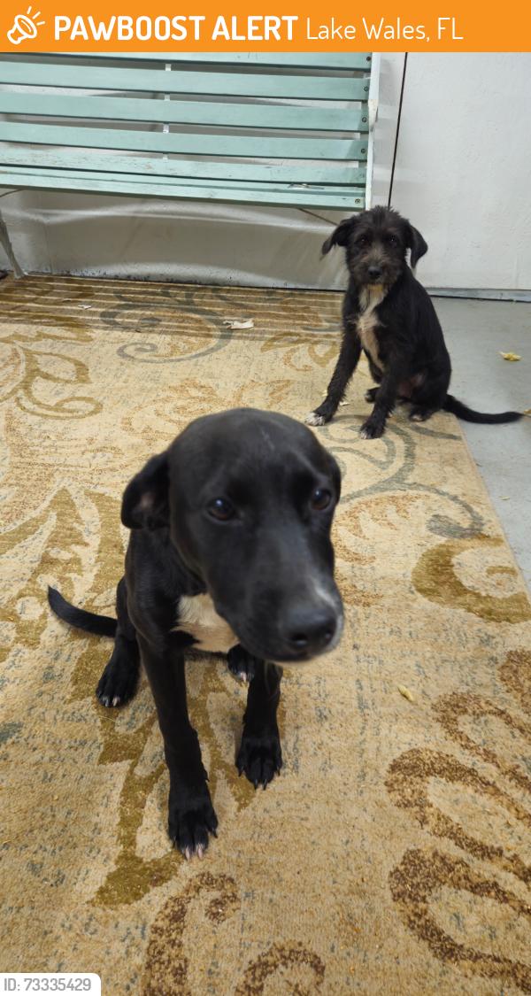 Found/Stray Male Dog last seen Near ABC Road Lake Wales Fl, Lake Wales, FL 33859