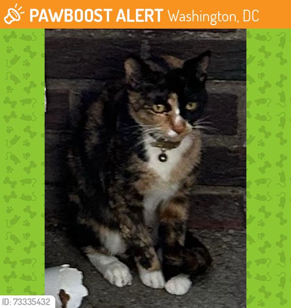 Found/Stray Unknown Cat last seen 10th Street and Rhode Island Ave NE near the metro, Washington, DC 20018