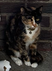 Found/Stray Unknown Cat last seen 10th Street and Rhode Island Ave NE near the metro, Washington, DC 20018