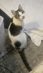 Reunited Female Cat last seen Division Street, street behind rainbow diner, Brick Township, NJ 08724
