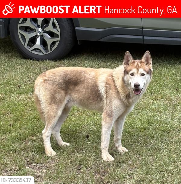 Lost Male Dog last seen Island Creek and Jasmine Court, Hancock County, GA 31087