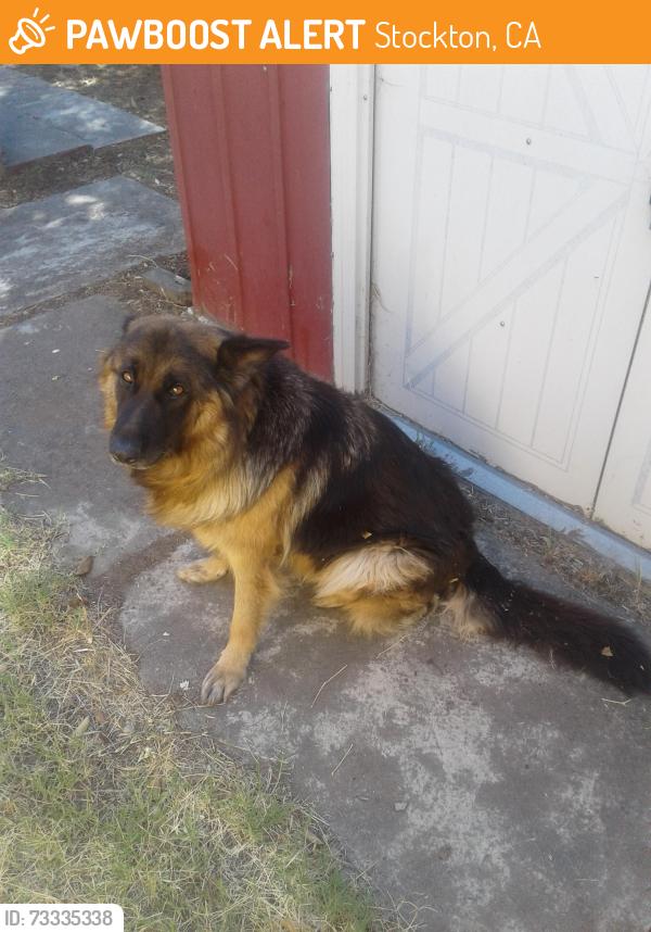 Found/Stray Female Dog last seen Fairchild Industrial Park/Waterloo, Stockton, CA 95215