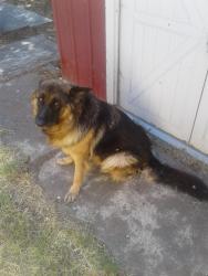 Found/Stray Female Dog last seen Fairchild Industrial Park/Waterloo, Stockton, CA 95215