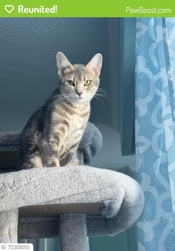 Reunited Female Cat last seen Kingston and hardwood, Ajax, ON 