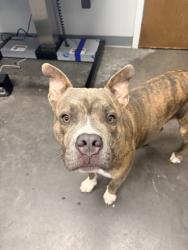 Shelter Stray Male Dog last seen Near Kimbal Lane Lot 4, Berkeley County, SC, 2455 Remount Rd, North Charleston, SC 29406, USA