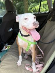 Shelter Stray Female Dog last seen Near Beacon Ct, 30294, GA, 3280 Chamblee Dunwoody Rd, Chamblee, GA 30341, USA