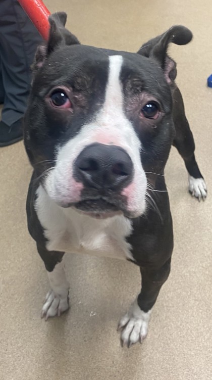 Shelter Stray Male Dog last seen Near Lawrenceville Hwy Decatur, GA 30033, 30033, GA, 3280 Chamblee Dunwoody Rd, Chamblee, GA 30341, USA