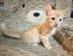 Shelter Stray Male Cat last seen Near Church St, Decatur, GA 30033, 30033, GA, 3280 Chamblee Dunwoody Rd, Chamblee, GA 30341, USA