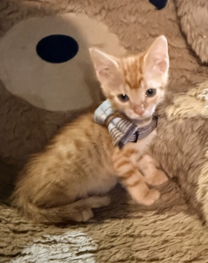 Shelter Stray Male Cat last seen Near Church St, Decatur, GA 30033, 30033, GA, 3280 Chamblee Dunwoody Rd, Chamblee, GA 30341, USA