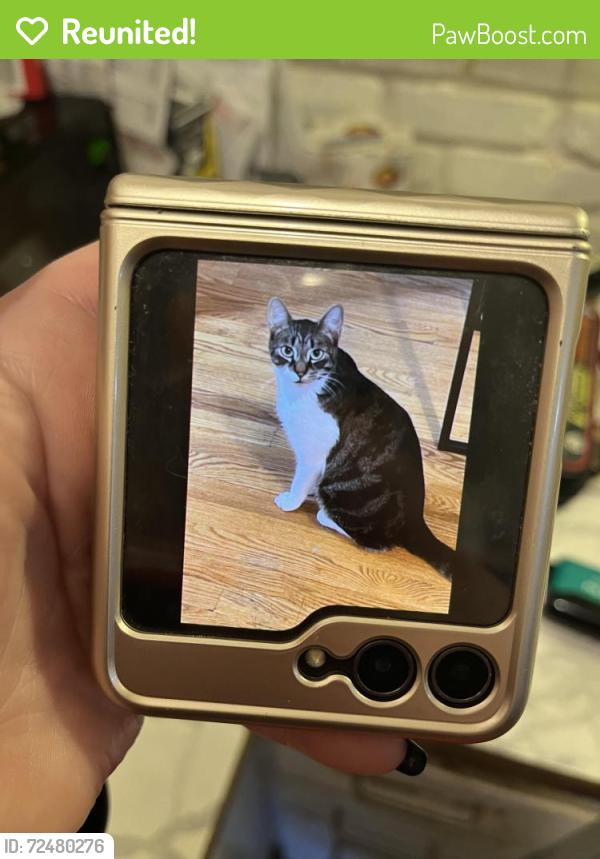 Reunited Male Cat last seen Admiral st Hawkins St Fiore St, Providence, RI 02908