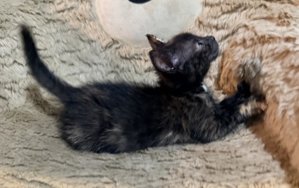 Shelter Stray Female Cat last seen Near Church St, Decatur, GA 30033, 30033, GA, 3280 Chamblee Dunwoody Rd, Chamblee, GA 30341, USA