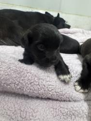Shelter Stray Male Dog last seen Judson High School, Zone 3, TX, 8755 Farm to Market 1516, Converse, TX 78109, USA